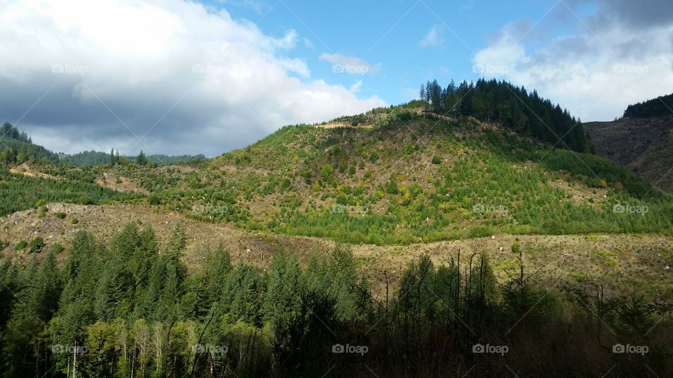 Oregon logging