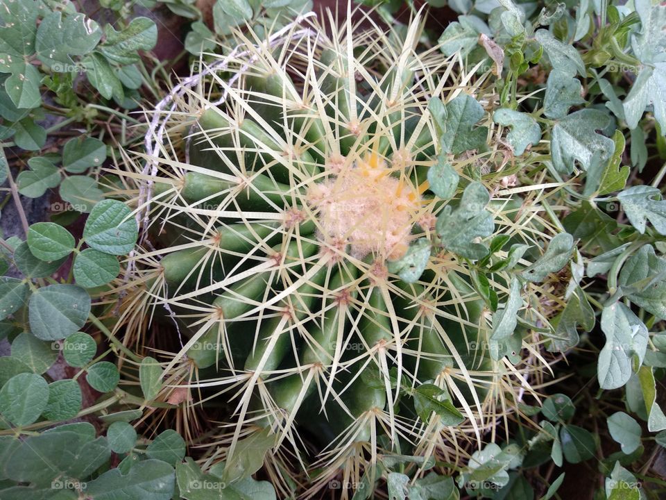 ball cactus beauty