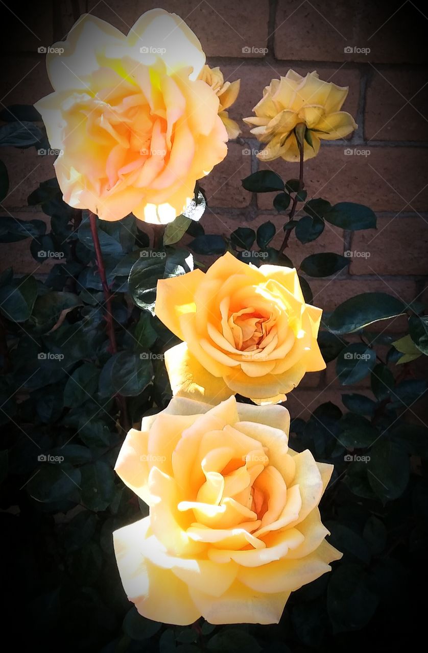 Yellow Rose Bush in Front of Brick Wall