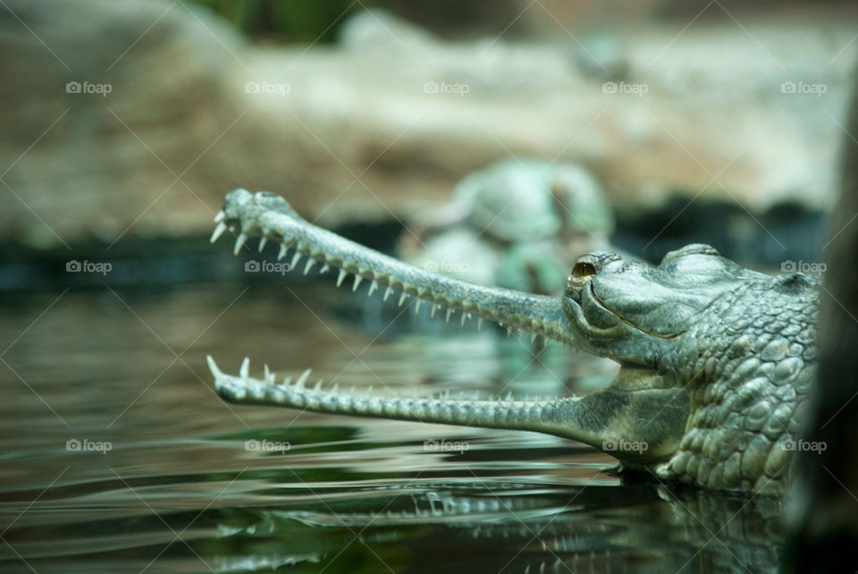 Reptile, Water, Nature, Wildlife, Swimming