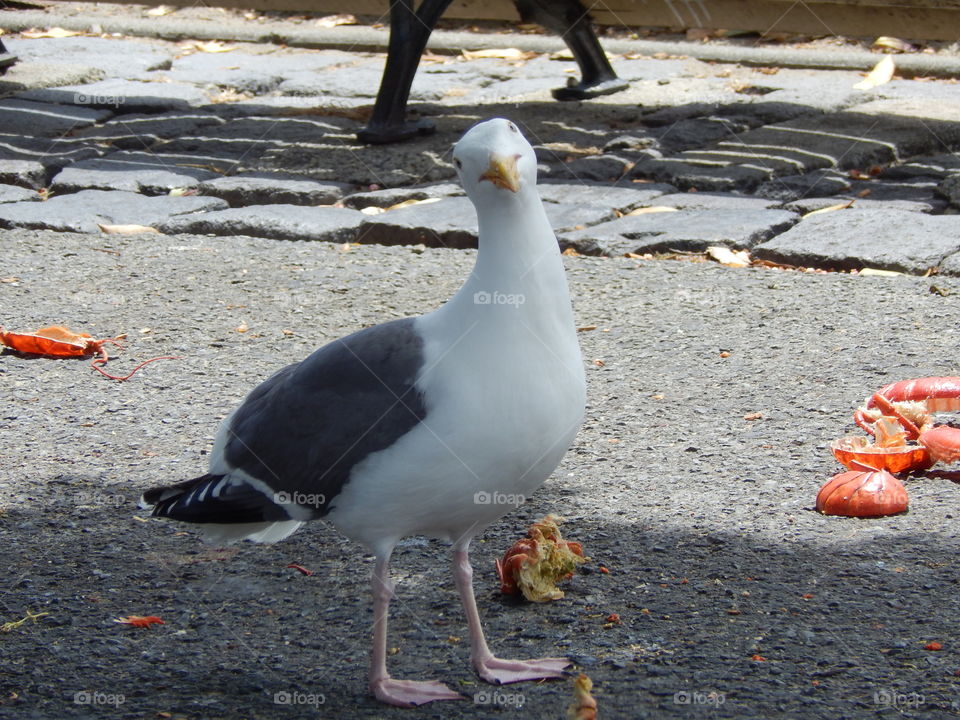 seagull eating