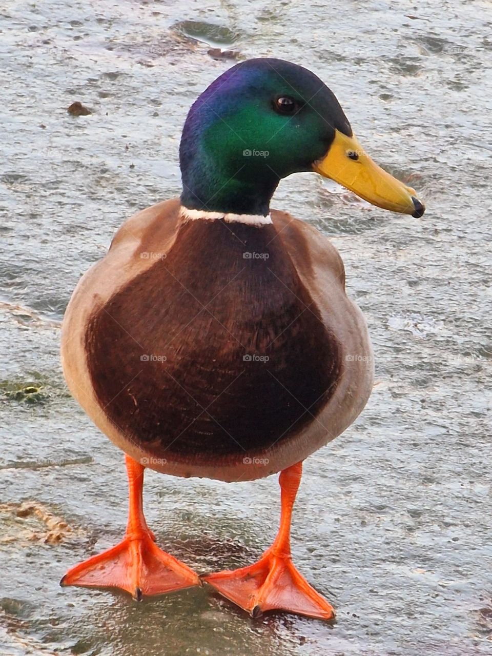 wild duck on frozen lake