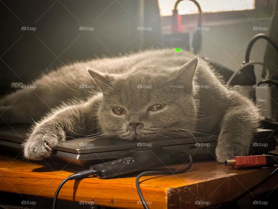 What are you looking at? Sheba resting on an expensive laptop like it was her bed.