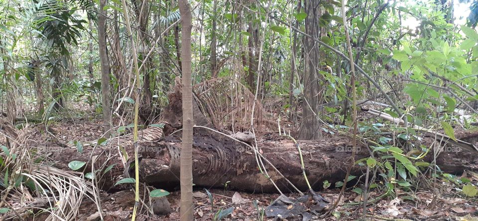 Jardim Botânico de Santos