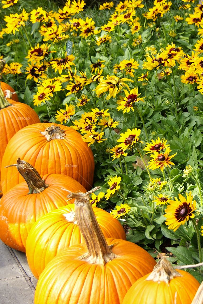 Pumpkin and sunflowers