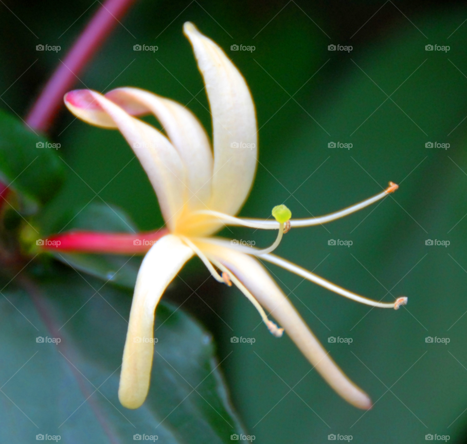 flower macro honey suckle by lightanddrawing