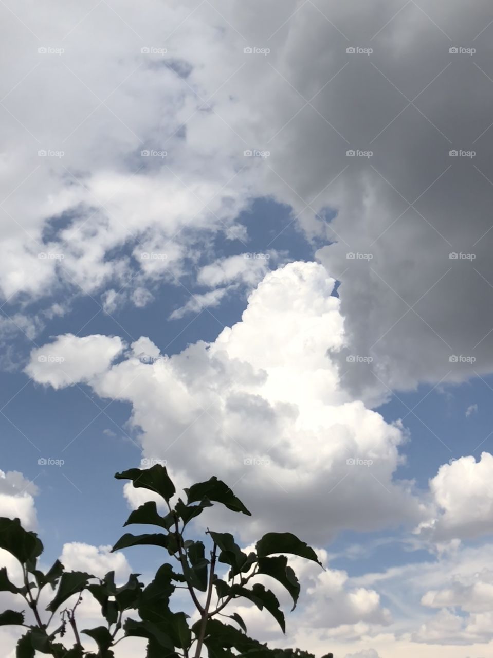 Tree line with clouds