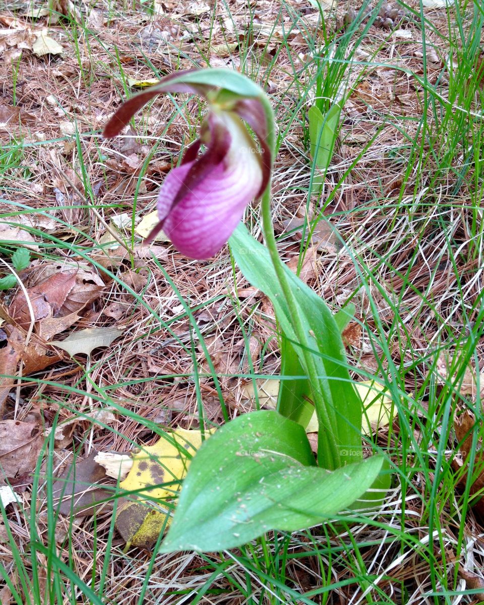 Lady Slipper growing in Pine Grove, New England.