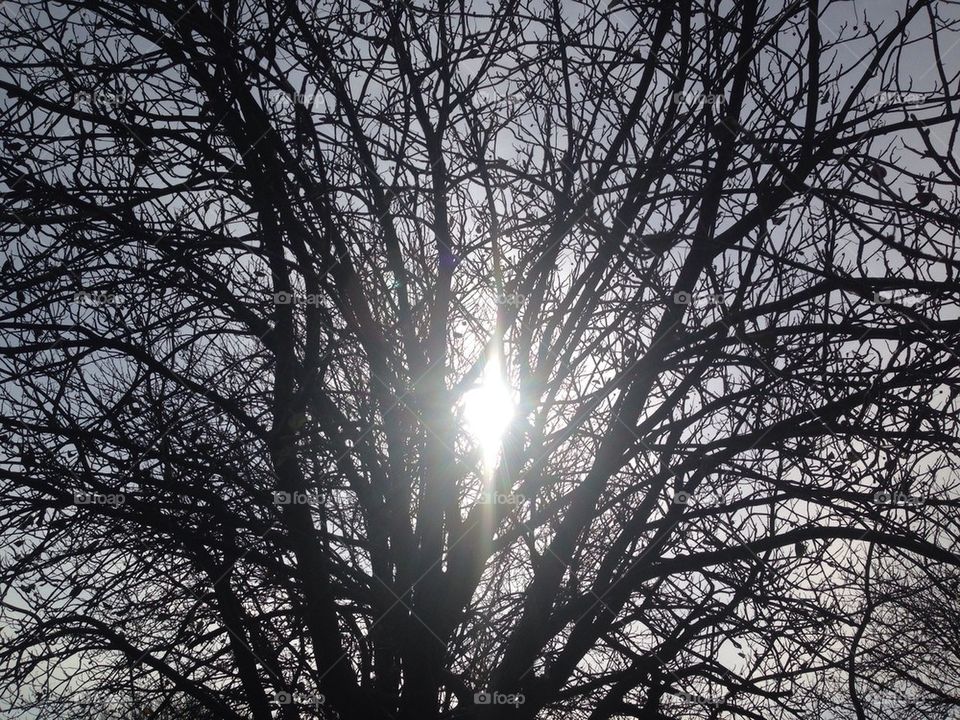 Sunlight breaking through tree branches 