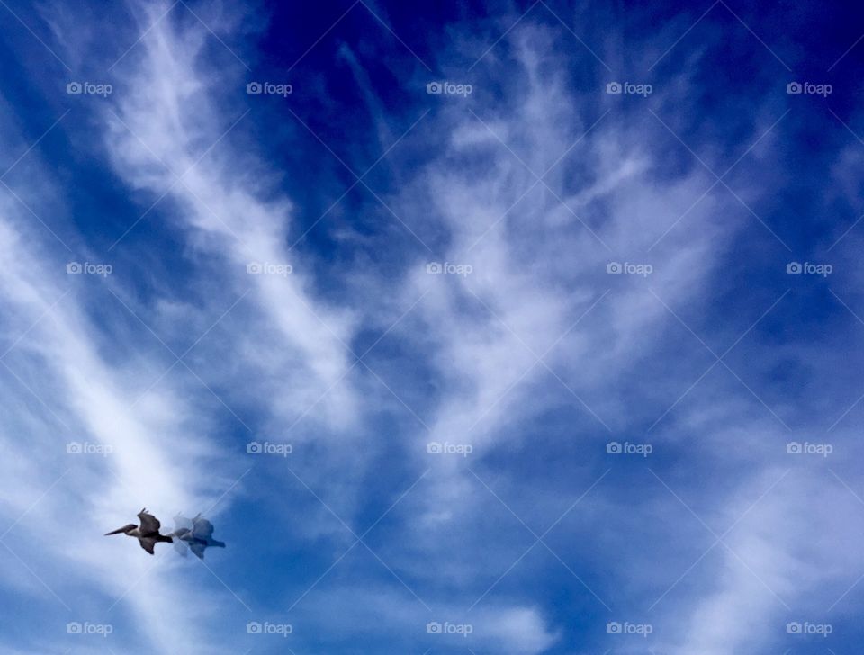 Pelican in Flight Double Exposure 