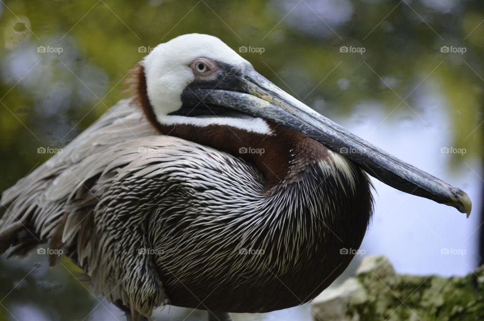 Brown Pelican