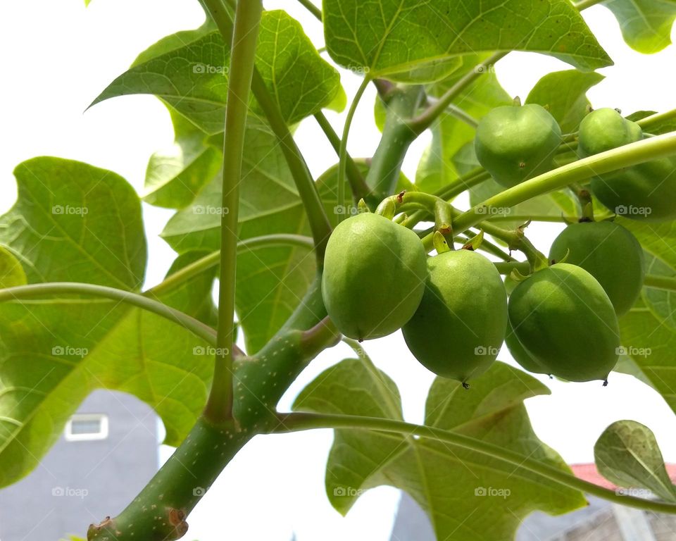 Wild plant fruit on tree