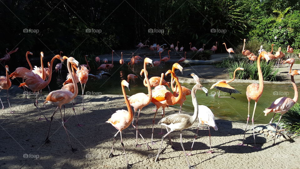 flamingos running wild
