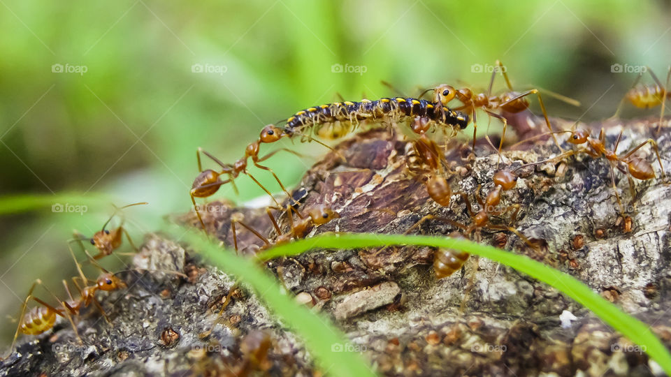 Red ants bringing in their morning kill