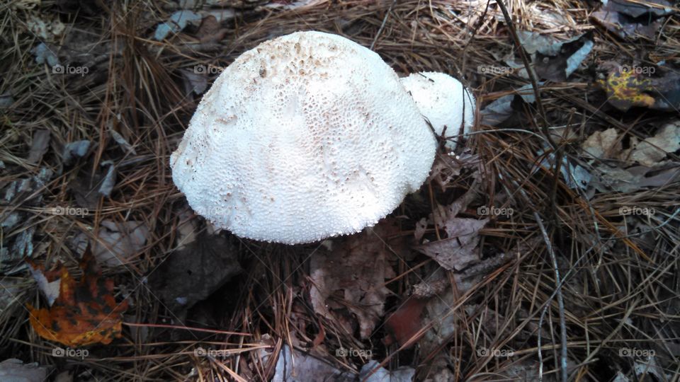 mushroom