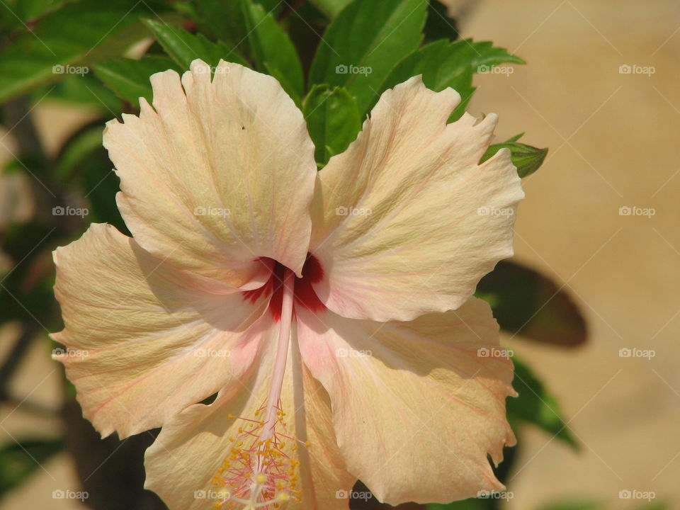 Hibiscus