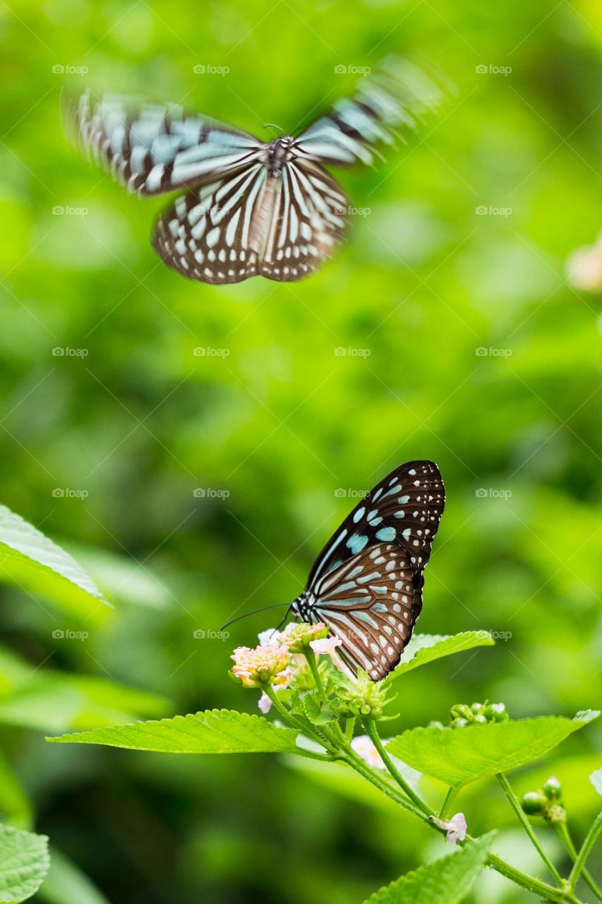 butterfly, beautiful butterfly, gorgeous butterfly, beautiful bird,  beautiful animal