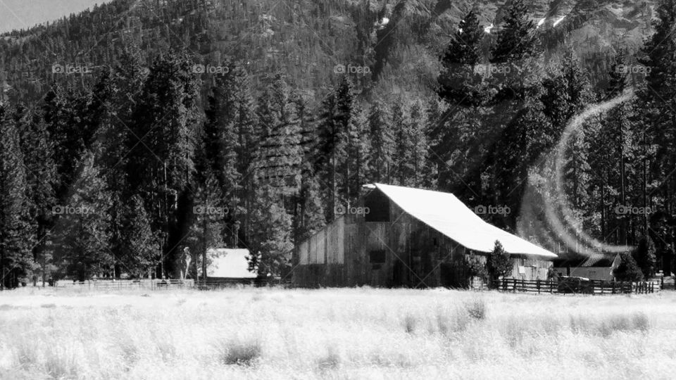 Black and white Barn