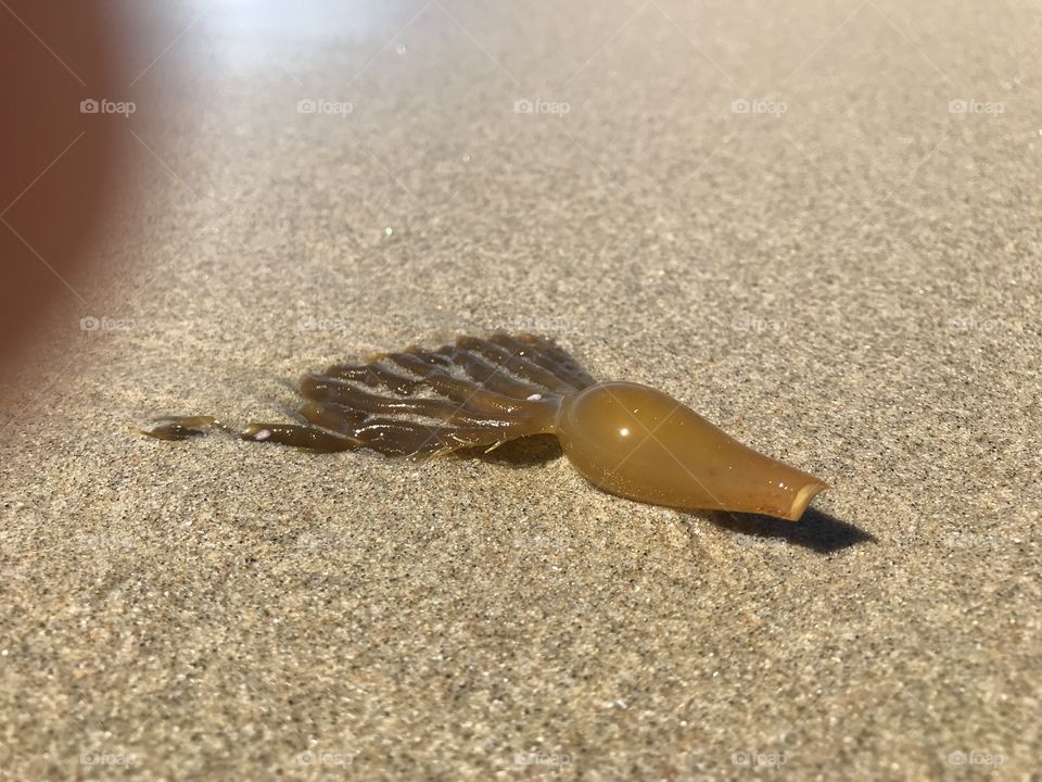 Washed up kelp port on the beaches