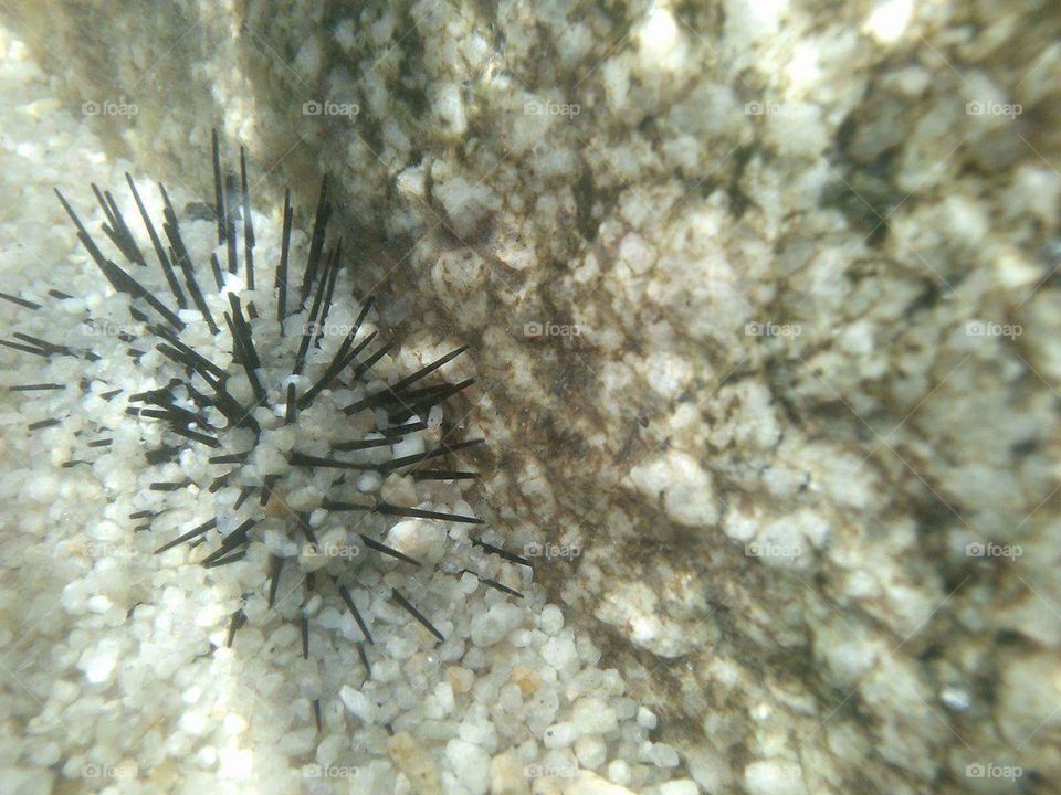 Hiding urchin