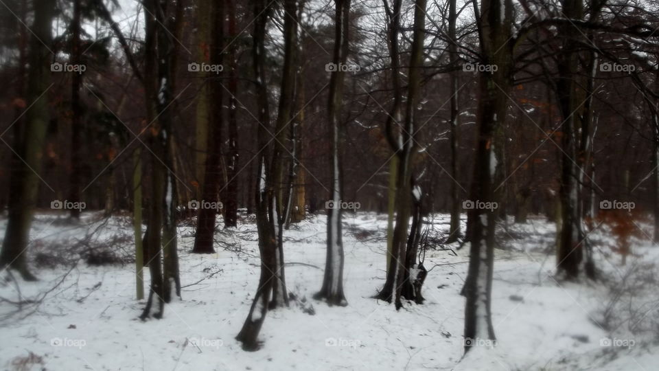 Winter, Snow, Tree, Wood, Weather