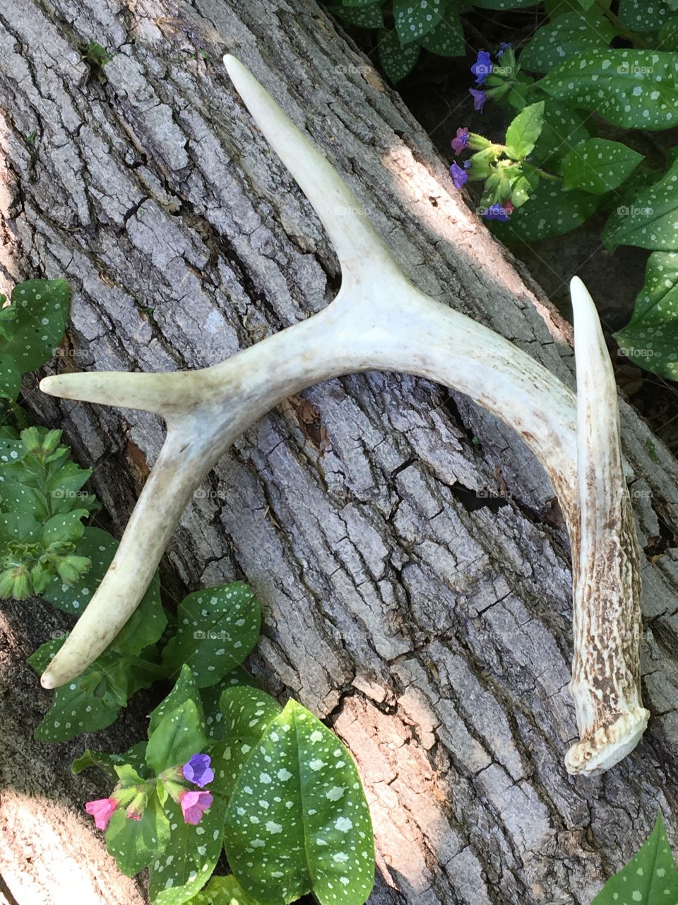 Deer antler 