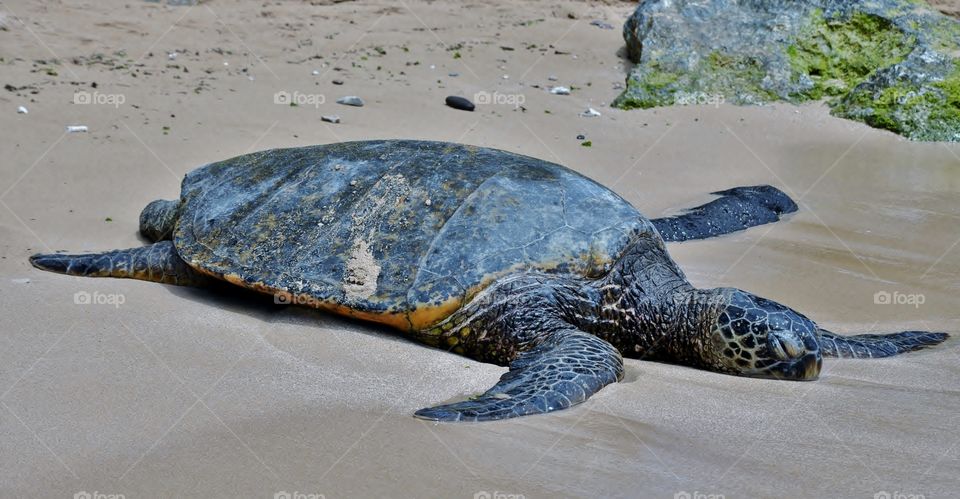 Sea turtle resting on the beach before heading out for the evening 