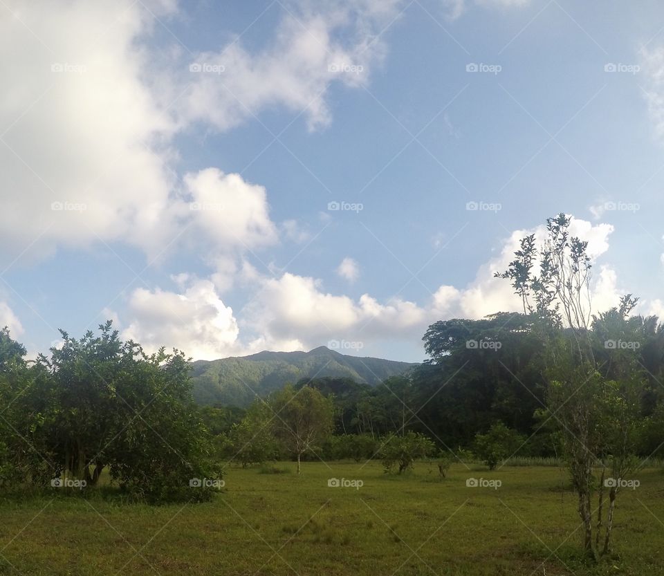 Belizean orchard with forest covered mountains in the background.