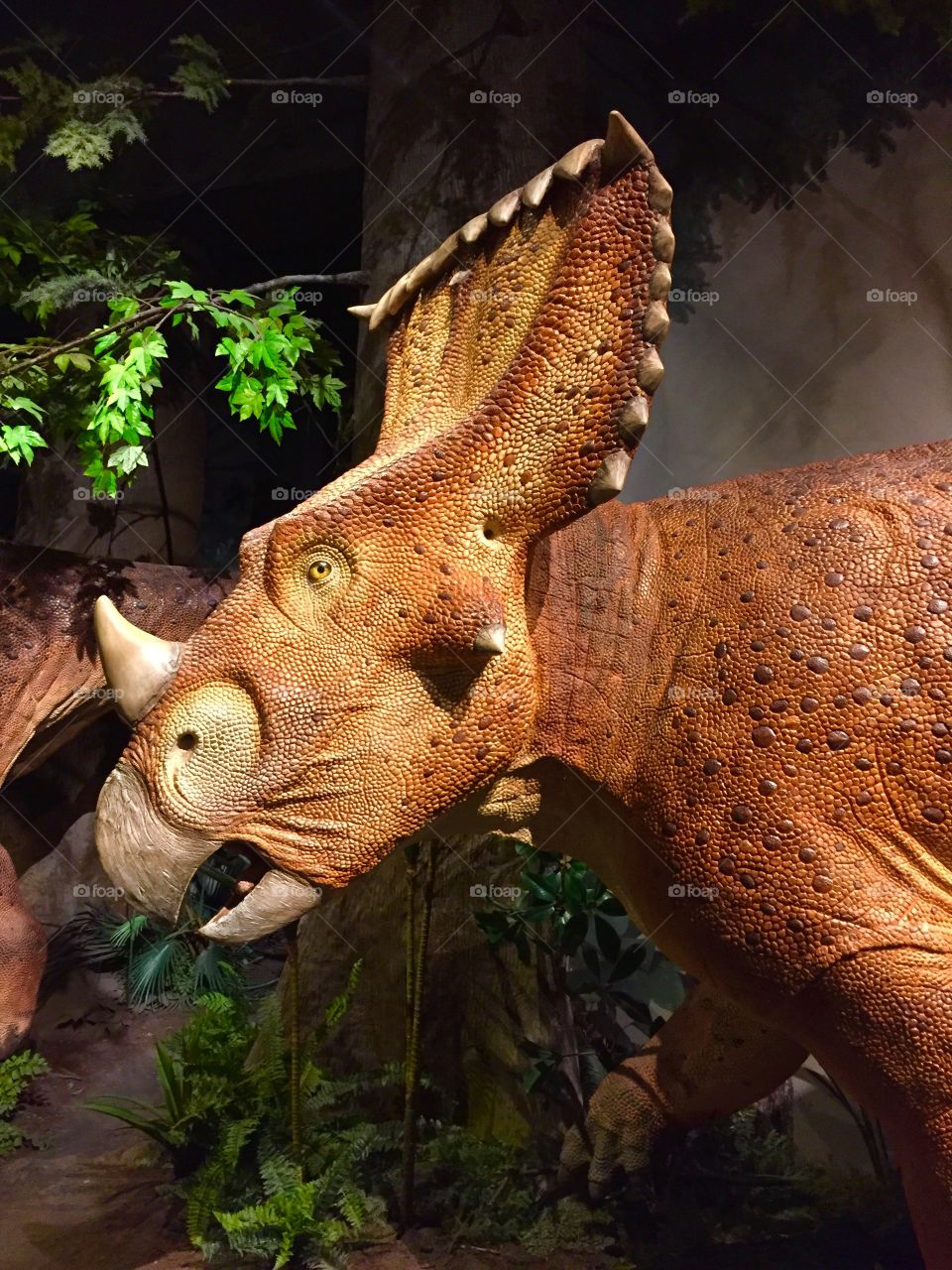 Dinosaur  