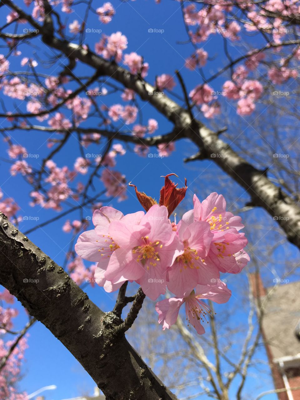 Pink blossoms in Connecticut