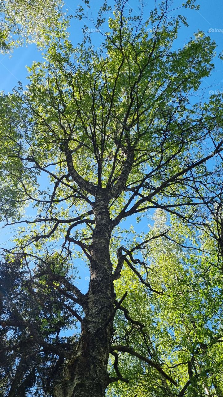 From down to up. Birch on a beautiful May day