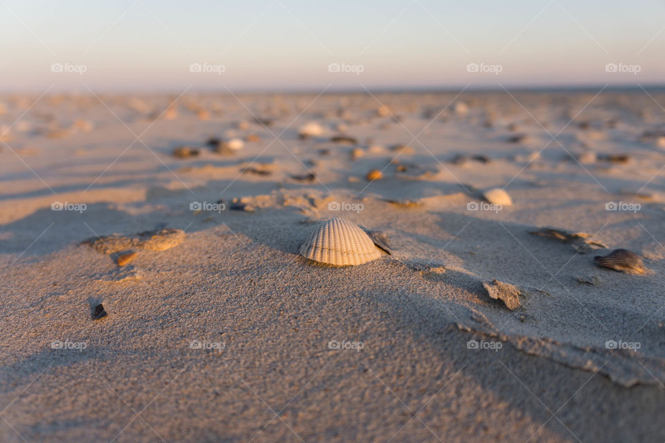 sea of shells