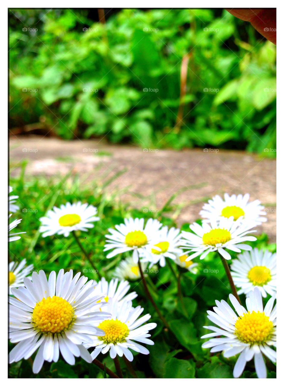 SUMMER DAISIES