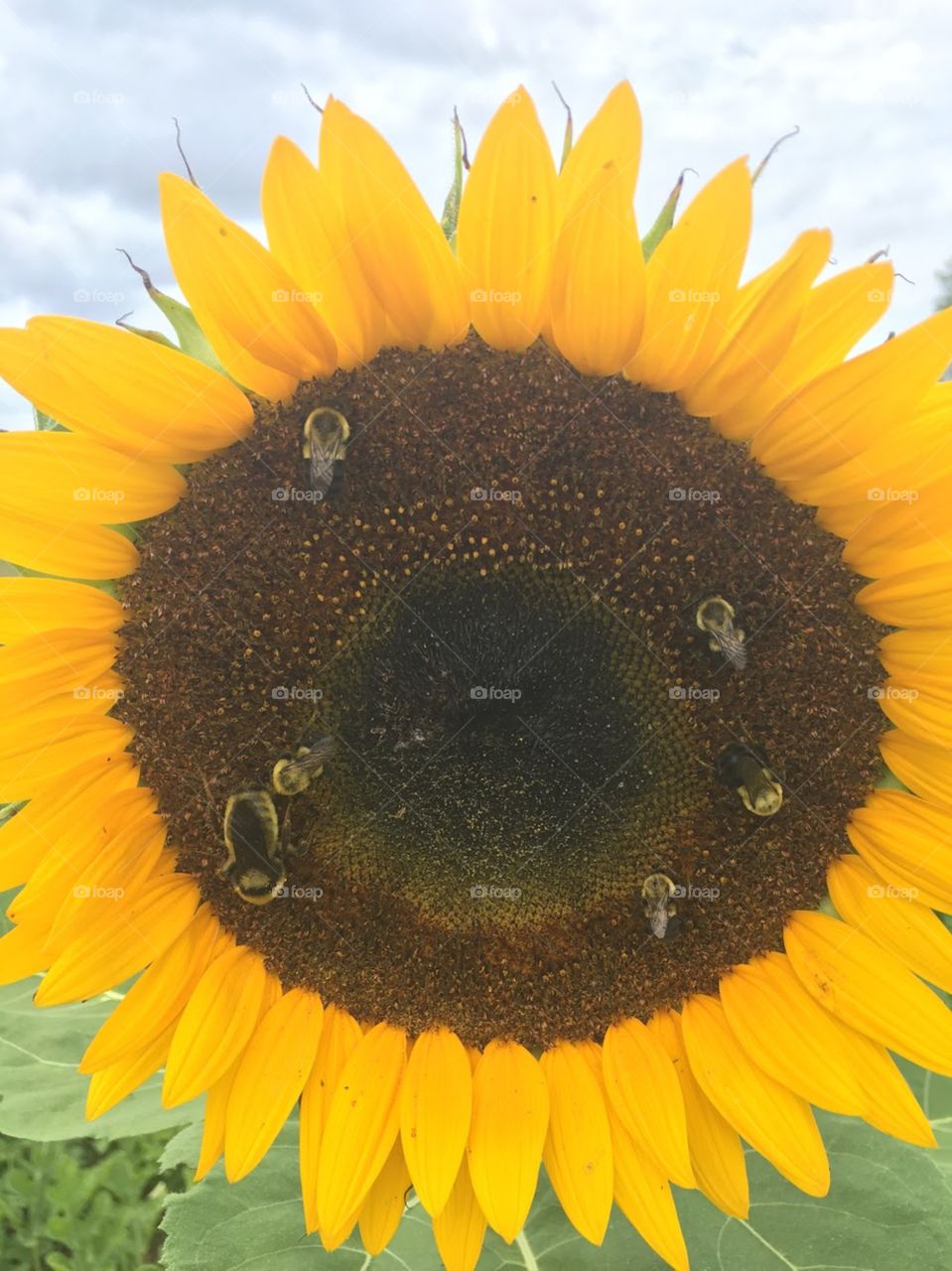 There's a place in the sunflower where there's room for everyone. 