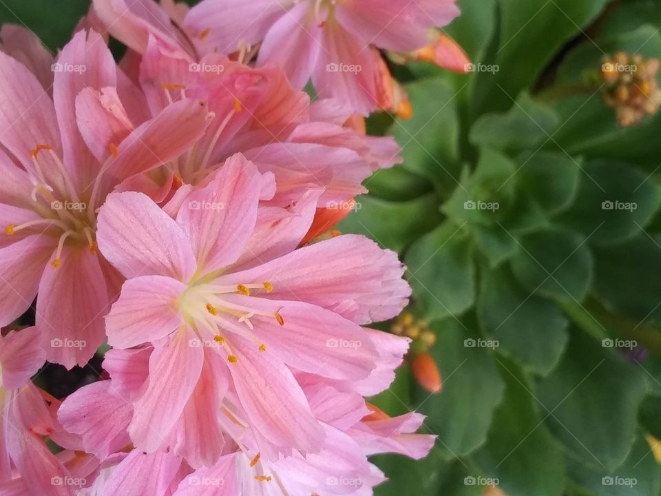 lewisia flower