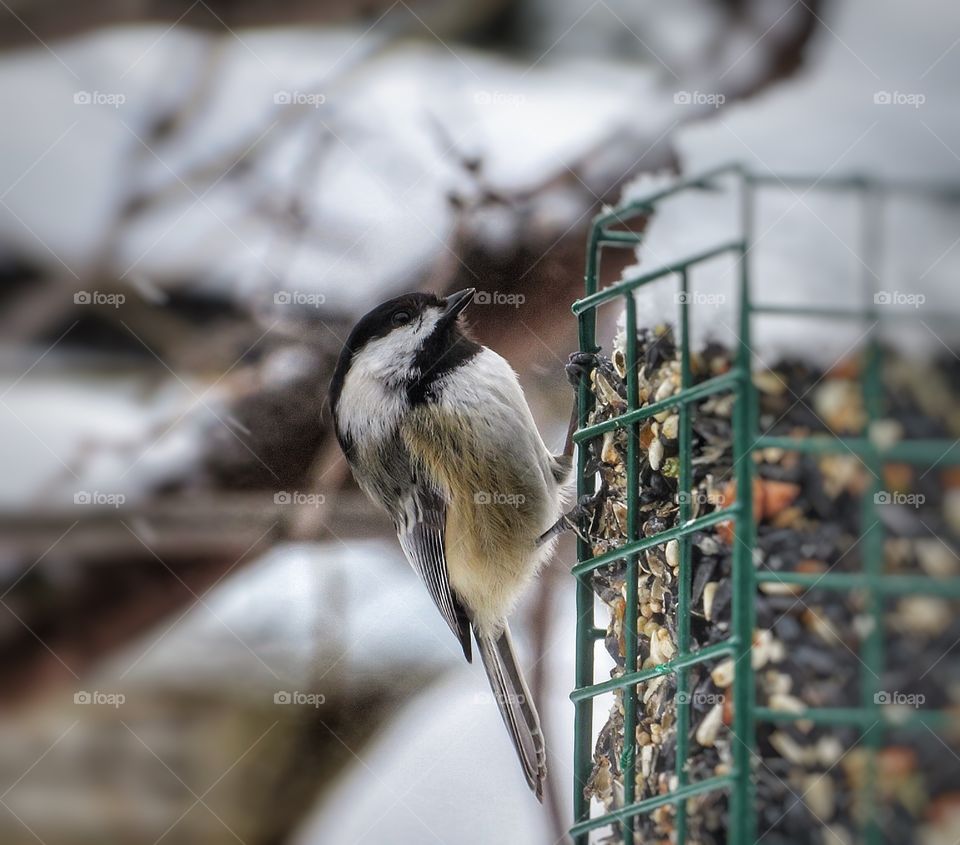 Chickadee 