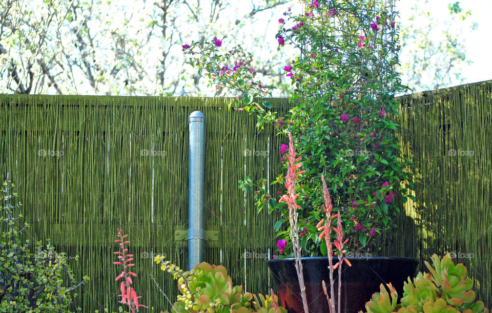 house plants, bougainvillea