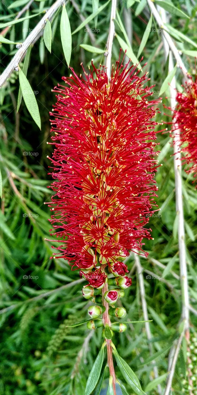 flower