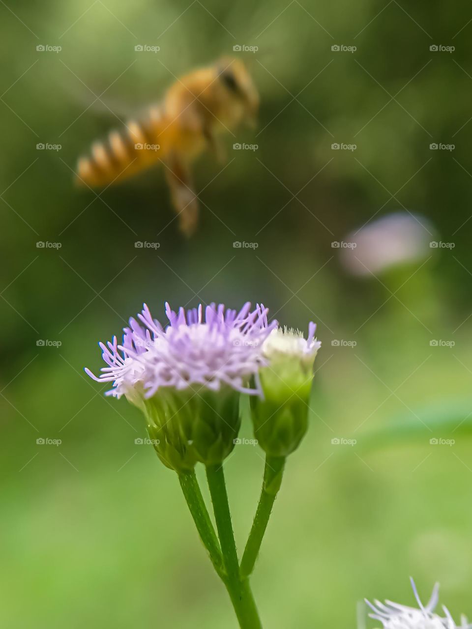 Wild grass flower with flying bee background.