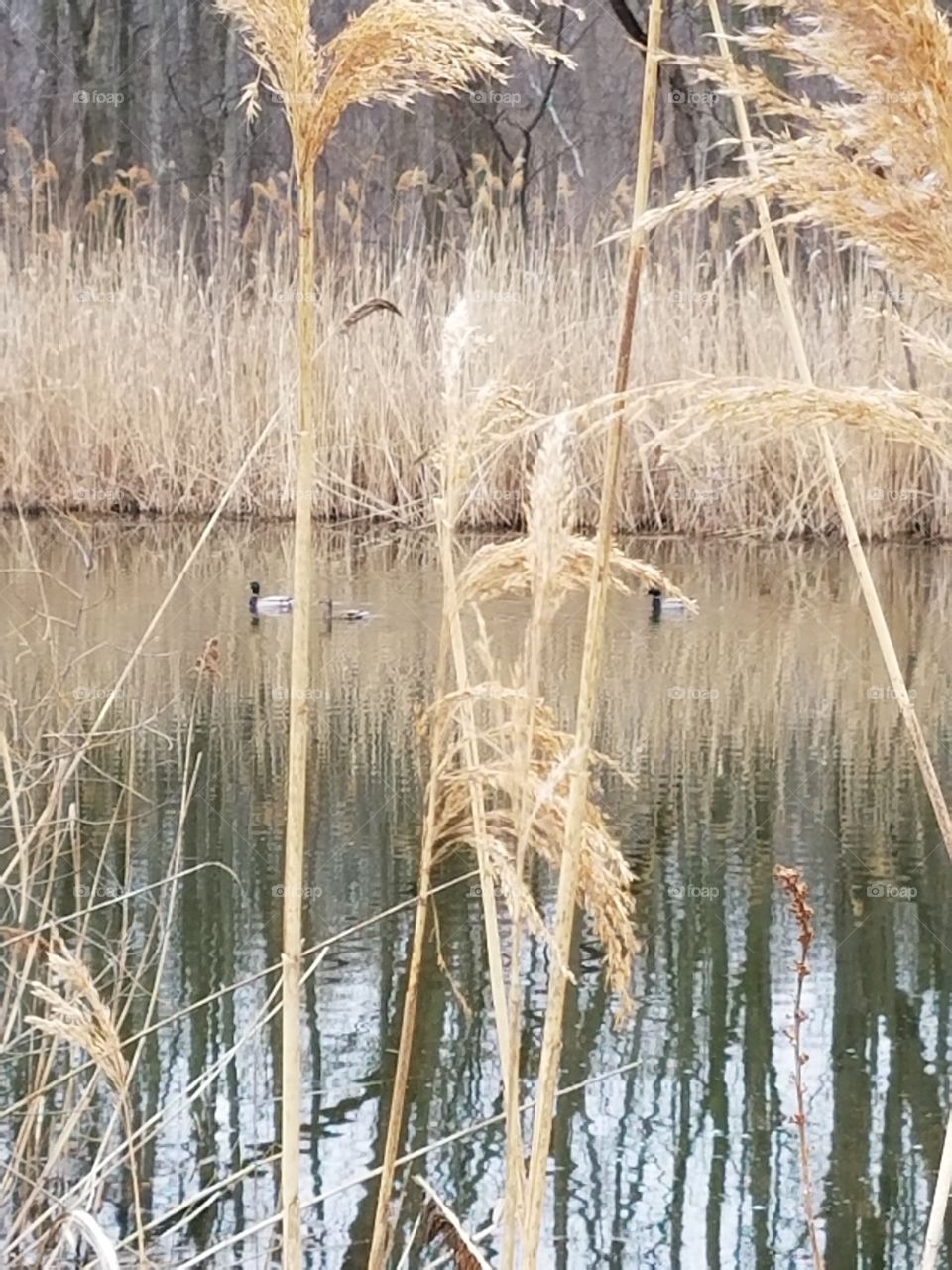 Mallards