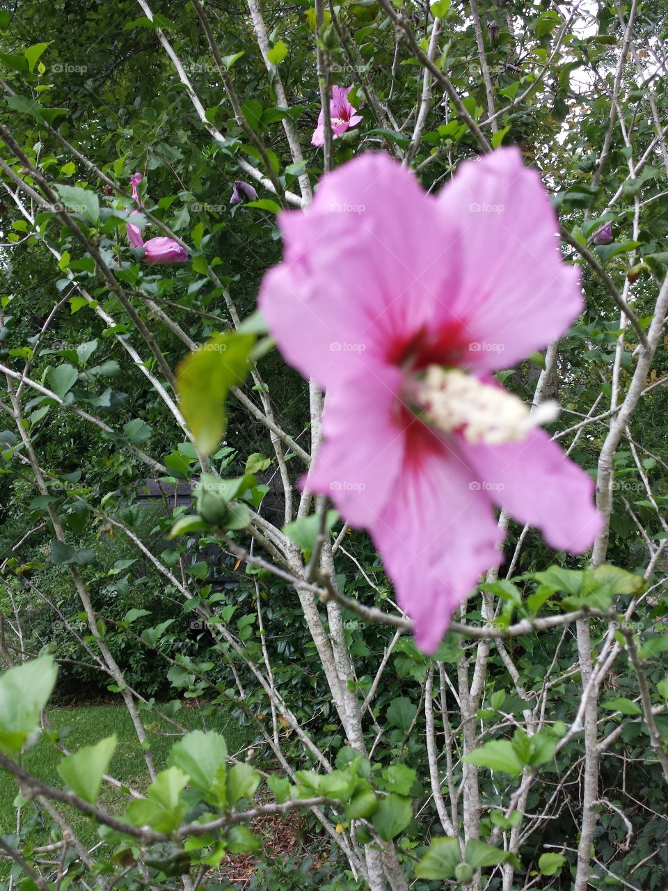 wild outdoor purple flower
