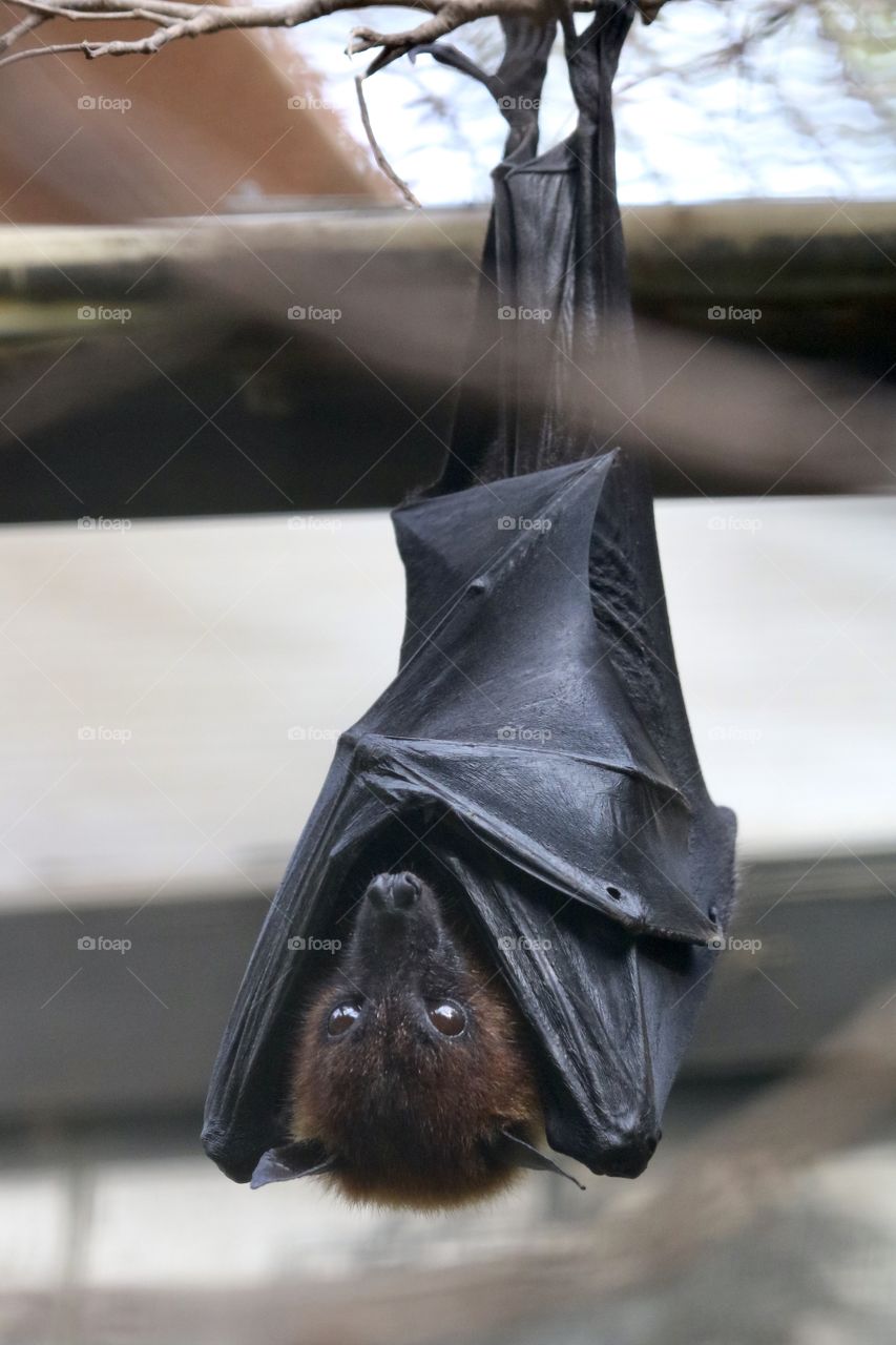 bat, something for today;)