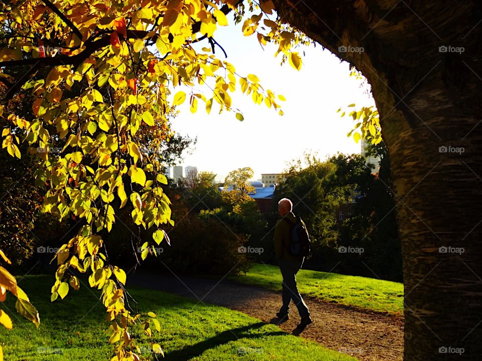 A walk in a park. Autumn colors in a park in Oslo, Norway.