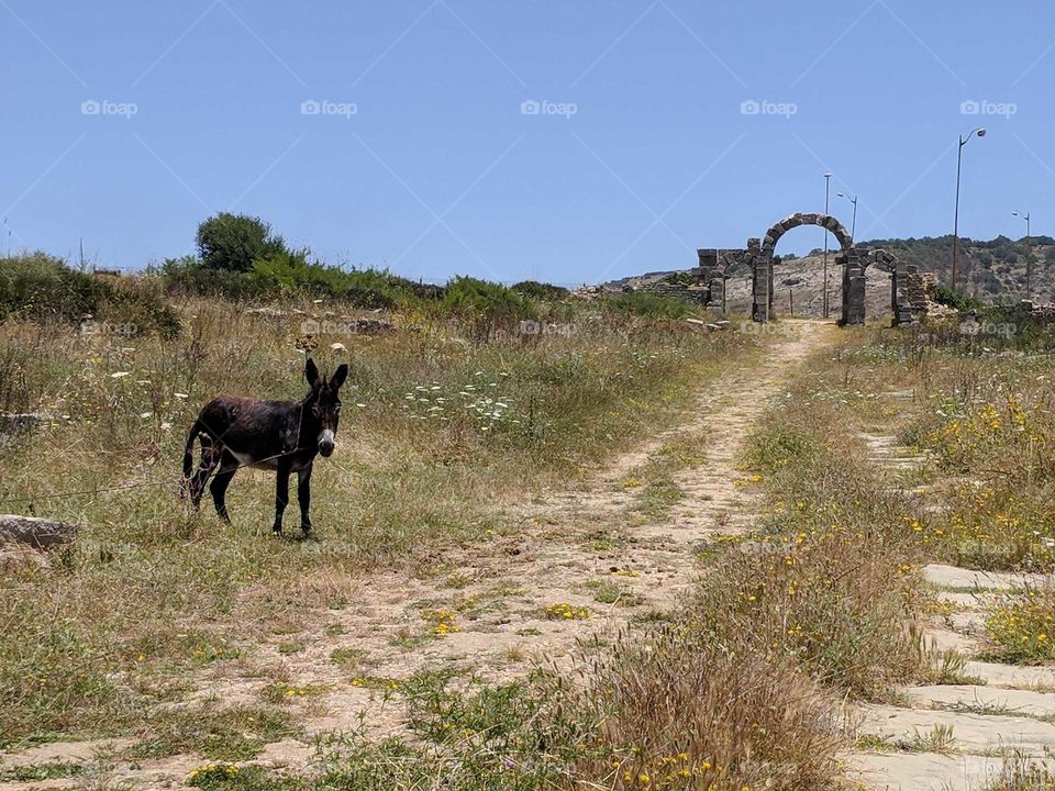 Donkey in Front of Ancient Roman Ruins and Brush (Dirt Pathway) in Morocco (an Arch in Volulibis)