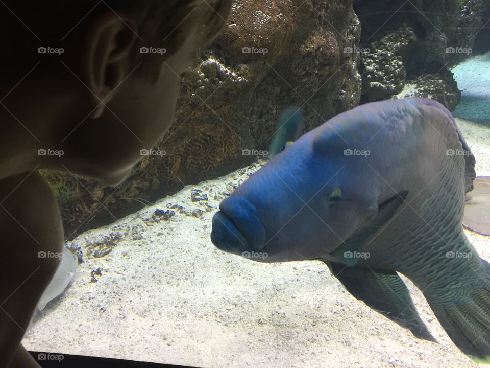 Fish versus boy, Omaha’s Henry Doorly Zoo