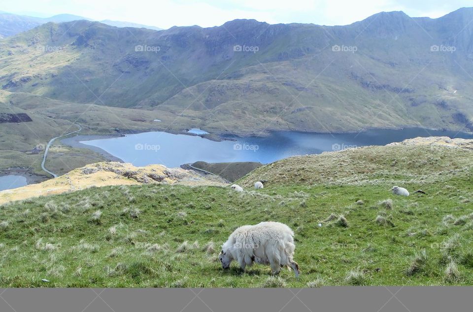 Sheep in the mountain