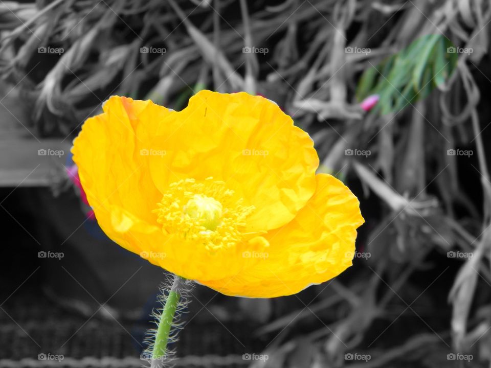 The Poppy. Yellow poppy