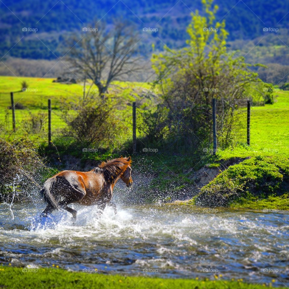 Horse crosses river