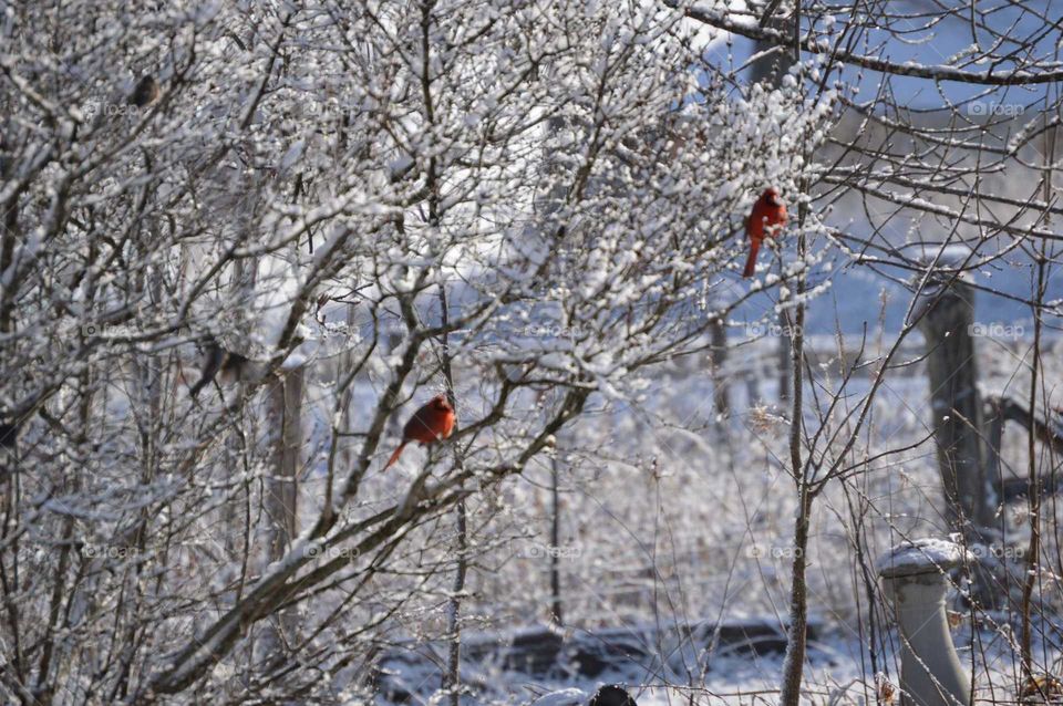 Redbirds in Winter