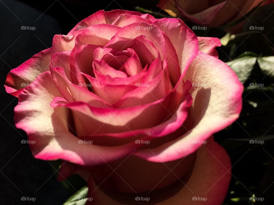 Pink Variegated Rose 01. Closeup of a pink rose